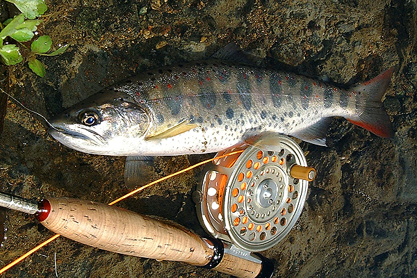 FlyFishing from Tokyo / Yokohama area, Guided day trip or multi days