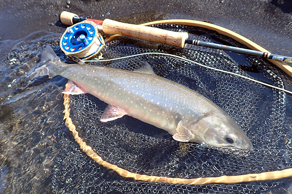 アイスランド アトランティックサーモン