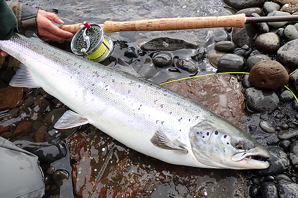 アイスランド アトランティックサーモン
