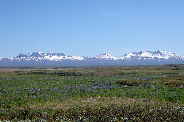 アイスランド アトランティックサーモン