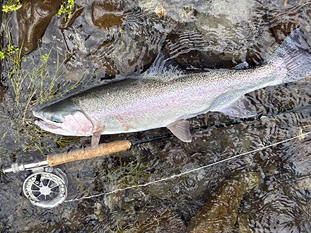 ニュージーランド 南島 クライストチャーチ