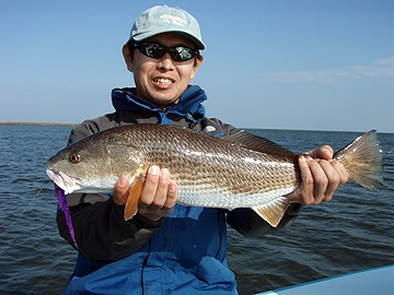 ルイジアナ州のレッドフィッシュ