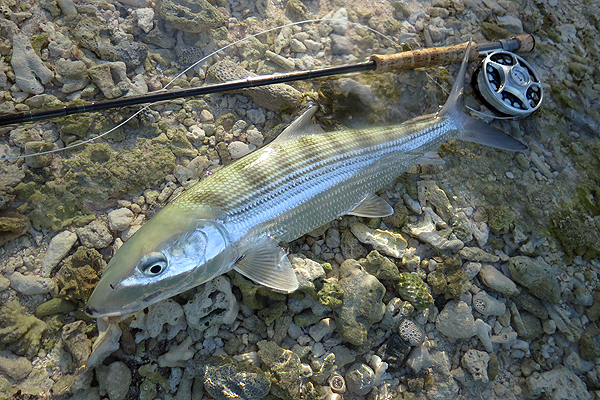 タヒチ ランギロア島 ソルトフライ