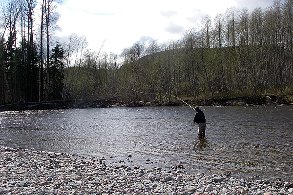 カナダ スキーナ水系 スティールヘッド